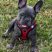 Lady joined the competition — help win amazing prizes! dog, puppy, french_bulldog, grass, outdoor, pet, animal, young, cute, tongue_out, red_harness, sitting, ears_up, playful, friendly, nature, canine, adorable, close_up, summer