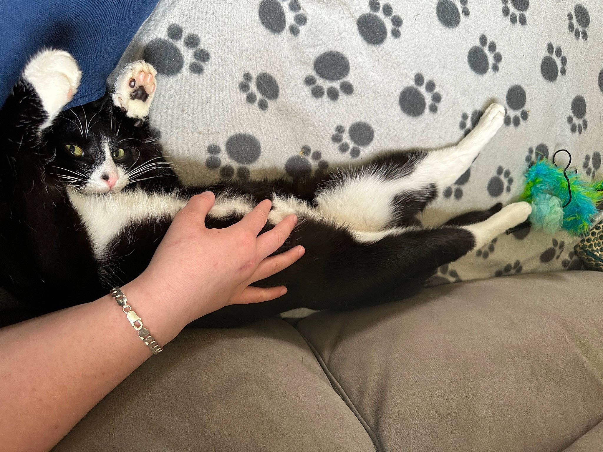 Larry Longlegs is registered to the contest to win money with this photo: carnivore, cat, comfort, dress, felidae, foot, formal_wear, gesture, hand, human_body, human_leg, knee, lap, leg, nail, sleeve, small_to_medium_sized_cats, thigh, whiskers, wrist