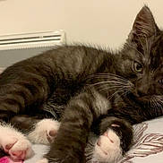 Dobby a rejoint le concours — aidez-le/la à gagner de superbes lots ! animal, bed, blanket, cat, cozy, curious, cute, domestic, feline, fur, indoor, kitten, lying_down, paws, pet, resting, small, striped, whiskers, young