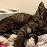 animal, bed, blanket, cat, cozy, curious, cute, domestic, feline, fur, indoor, kitten, lying_down, paws, pet, resting, small, striped, whiskers, young