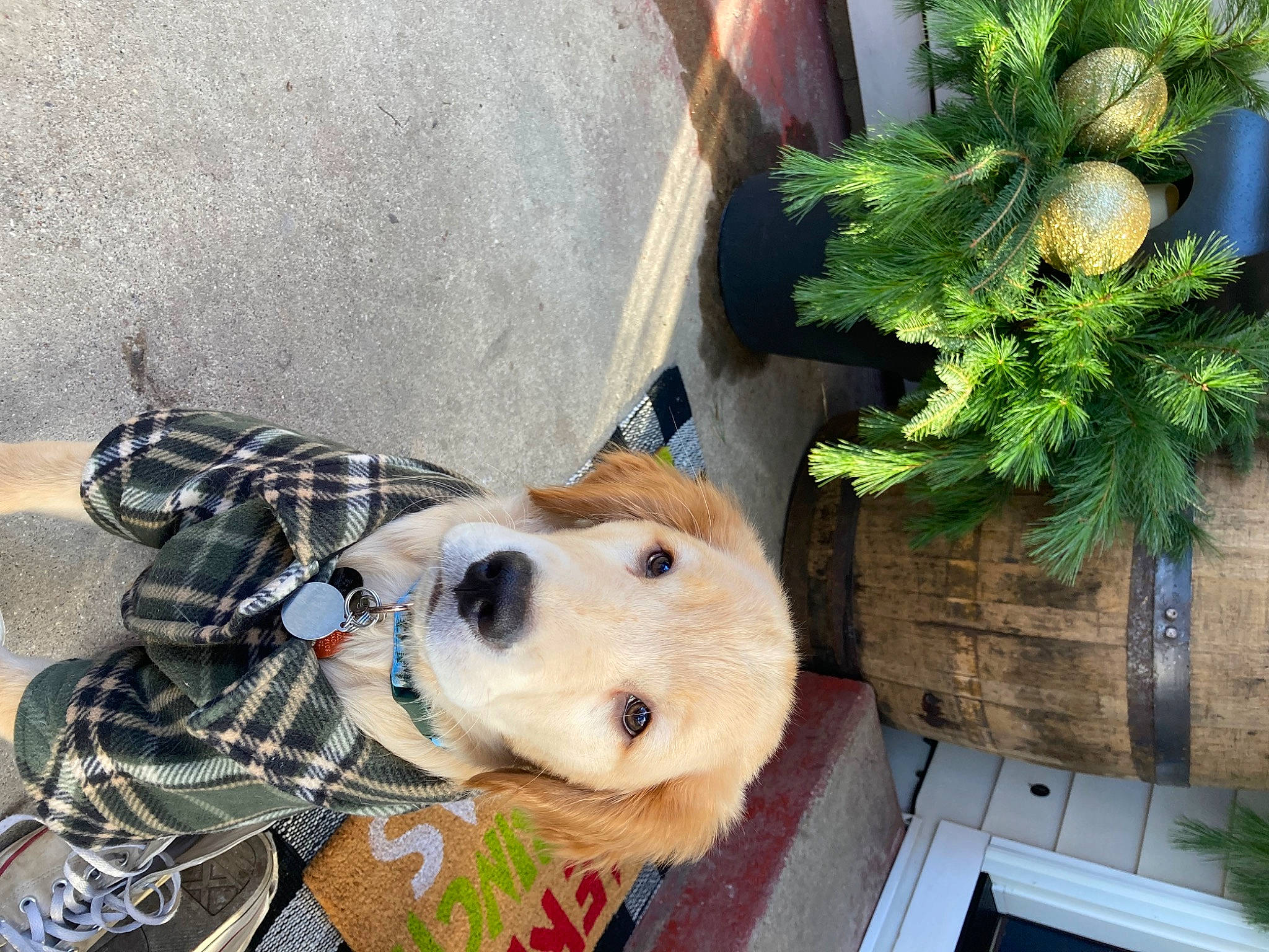 Josh is registered to the contest to win money with this photo: annual_plant, canidae, carnivore, collar, companion_dog, dog, dog_breed, dog_collar, dog_supply, evergreen, fawn, herb, houseplant, pet_supply, plant, snout, sporting_group, tartan, wood, working_animal