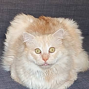 Chouquette a rejoint le concours — aidez-le/la à gagner de superbes lots ! cat, fluffy, cream_colored, green_eyes, pet, feline, indoor, sitting, curious, soft_fur, close_up, animal, mammal, cute, domestic_cat, looking_at_camera, face, whiskers, ears, resting
