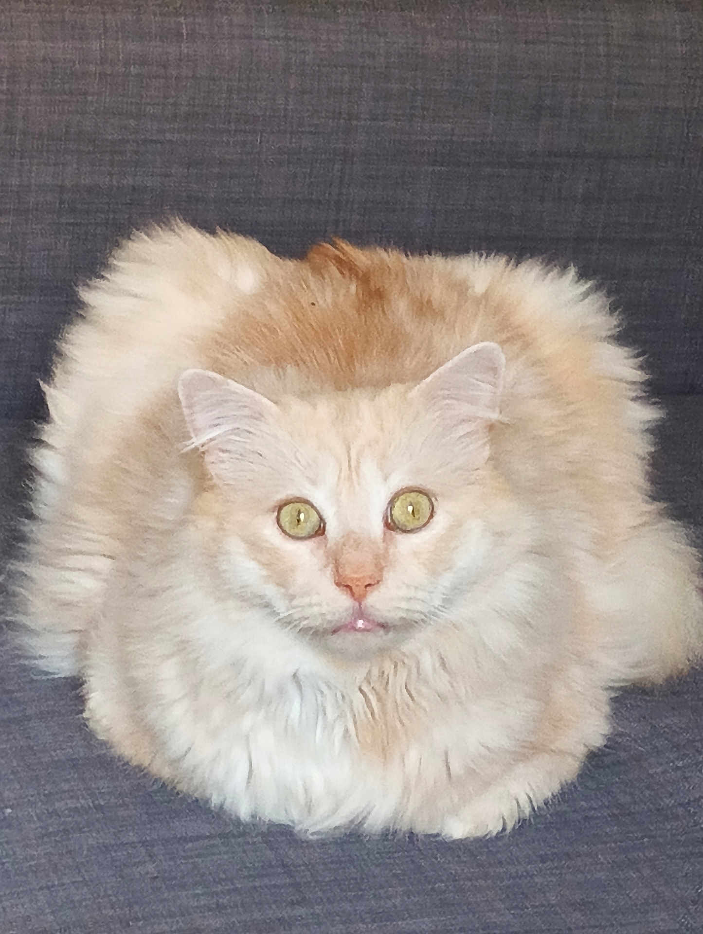 Chouquette