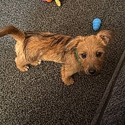 Jellybean is registered to the contest to win money with this photo: puppy, dog, carpet, toy, pet_bed, indoor, brown_fur, green_collar, looking_up, small_dog, playful, cute, scruffy, animal, pet, floor, domestic, young_dog, canine, companion