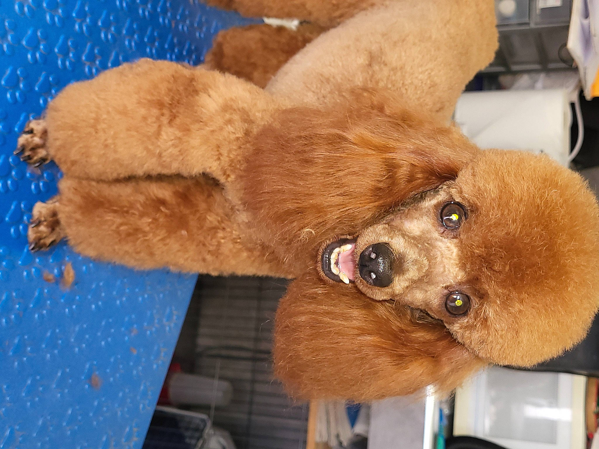 Siniore participe au concours pour gagner de l'argent avec cette photo : canidae, carnivore, collar, companion_dog, dog, dog_breed, dog_collar, ear, fawn, fur, liver, paw, puppy, snout, sporting_group, toy_dog, whiskers, working_animal