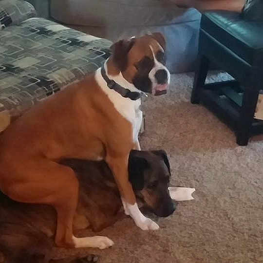 Keller joined the competition — help win amazing prizes! boxer, canidae, carnivore, companion_dog, dog, dog_breed, fawn, mammal, non_sporting_group, posavac_hound, snout, sporting_group, st_bernard, valley_bulldog, vertebrate, working_dog