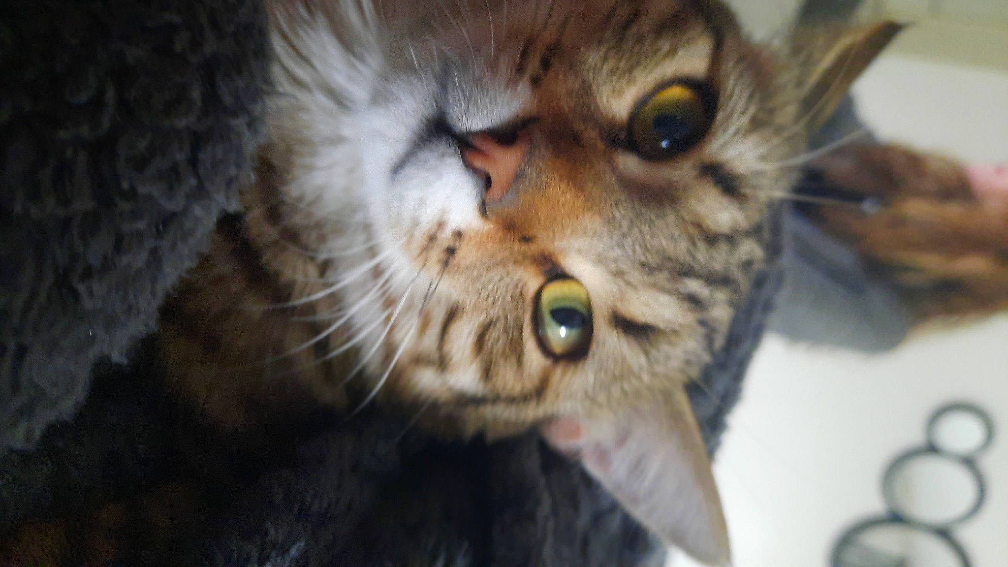 Simba a rejoint le concours — aidez-le/la à gagner de superbes lots ! carnivore, cat, claw, domestic_short_haired_cat, ear, eye, felidae, fur, small_to_medium_sized_cats, snout, terrestrial_animal, whiskers, wildlife