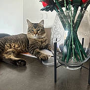 Tayco a rejoint le concours — aidez-le/la à gagner de superbes lots ! animal, cat, feline, flowers, fluffy, green_eyes, home, indoor, lying_down, pet, portrait, red_roses, relaxed, sitting, still_life, striped_fur, tabby_cat, table, vase, whiskers