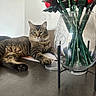 animal, cat, feline, flowers, fluffy, green_eyes, home, indoor, lying_down, pet, portrait, red_roses, relaxed, sitting, still_life, striped_fur, tabby_cat, table, vase, whiskers