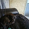 Bosco is registered to the contest to win money with this photo: animal, black_dog, blanket, closed_eyes, couch, cozy, dog, domestic, fur, home, indoor, leather_couch, paw, pet_hair, quiet, relaxing, resting, sleeping, snout, toy
