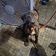 Bosco is registered to the contest to win money with this photo: animal, black_dog, candid, carpet, crate, curious, dog, domestic_animal, fan, floor, foot, indoor, leash, looking_up, paw, pet, playful, puppy, sock, young_dog
