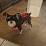 dog, small_dog, hoodie, black_clothing, carpet, tile_floor, indoor, pet, animal, curious, standing, beige_column, living_room, casual, blurry, cute, furry, ears, tail, home