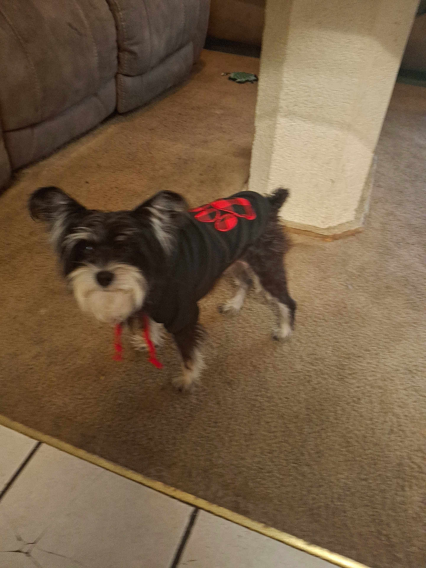 Max joined the competition — help win amazing prizes! dog, small_dog, hoodie, black_clothing, carpet, tile_floor, indoor, pet, animal, curious, standing, beige_column, living_room, casual, blurry, cute, furry, ears, tail, home