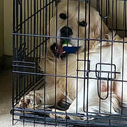 Humble joined the competition — help win amazing prizes! animal, cage, canine, carpet, comfort, crate, dog, fur, golden_retriever, home, indoor, looking, metal_bars, mouth, paw, pet, playful, relaxed, resting, toy