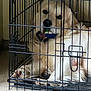 animal, cage, canine, carpet, comfort, crate, dog, fur, golden_retriever, home, indoor, looking, metal_bars, mouth, paw, pet, playful, relaxed, resting, toy