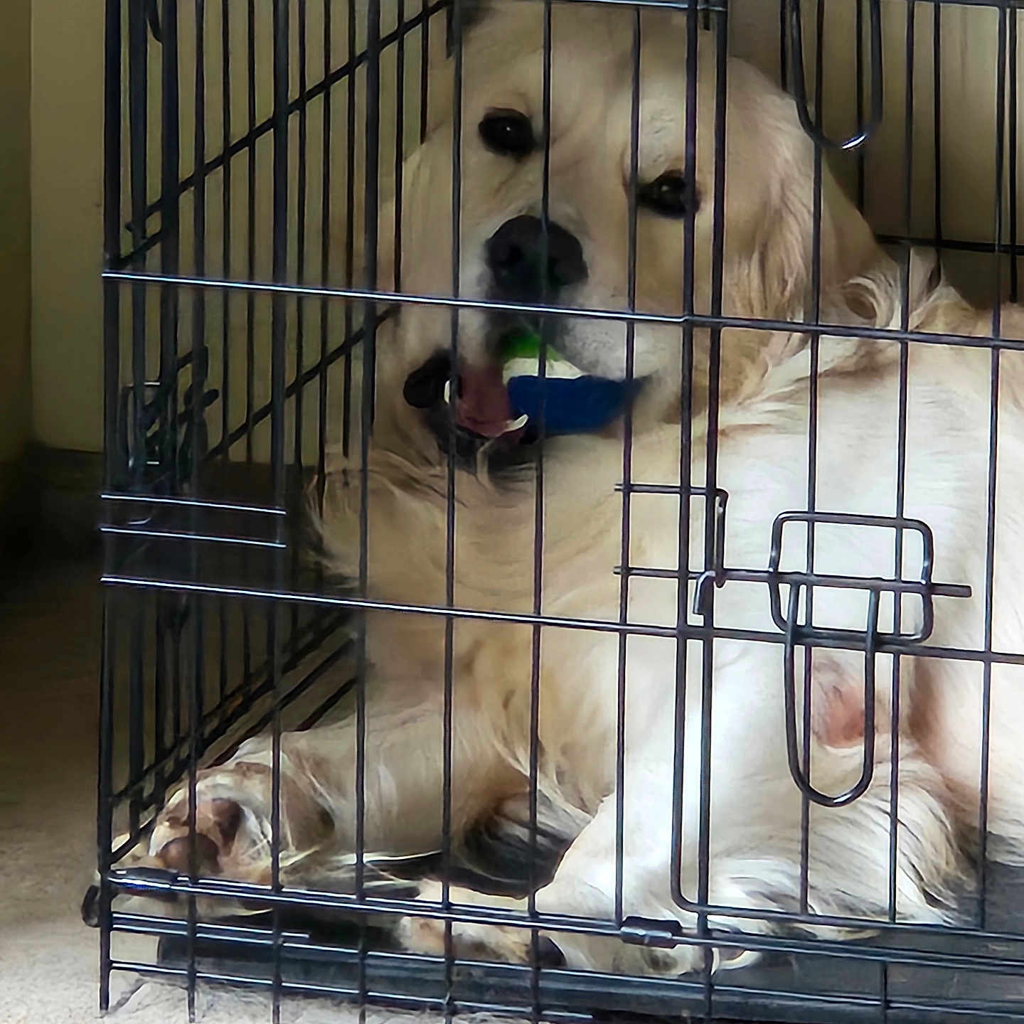 Humble joined the competition — help win amazing prizes! animal, cage, canine, carpet, comfort, crate, dog, fur, golden_retriever, home, indoor, looking, metal_bars, mouth, paw, pet, playful, relaxed, resting, toy