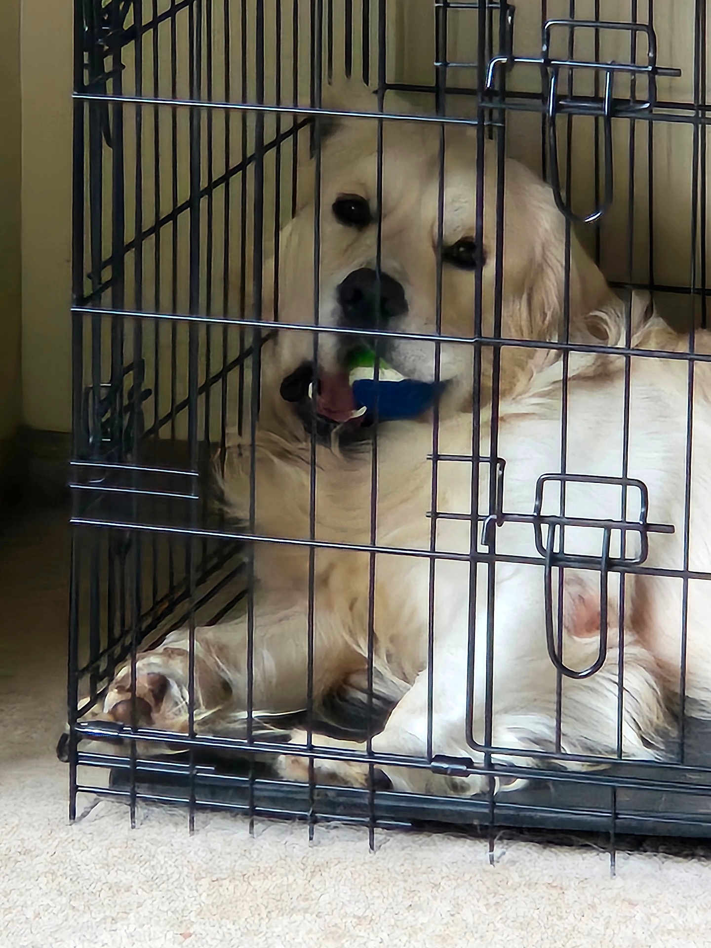 Humble joined the competition — help win amazing prizes! animal, cage, canine, carpet, comfort, crate, dog, fur, golden_retriever, home, indoor, looking, metal_bars, mouth, paw, pet, playful, relaxed, resting, toy
