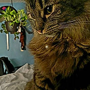 Hum joined the competition — help win amazing prizes! animal, bed, bedding, cat, close_up, collar, cute, domestic, feline, fluffy, fur, hanging_plant, indoor, pearl, pet, plant, portrait, relaxed, tabby, whiskers