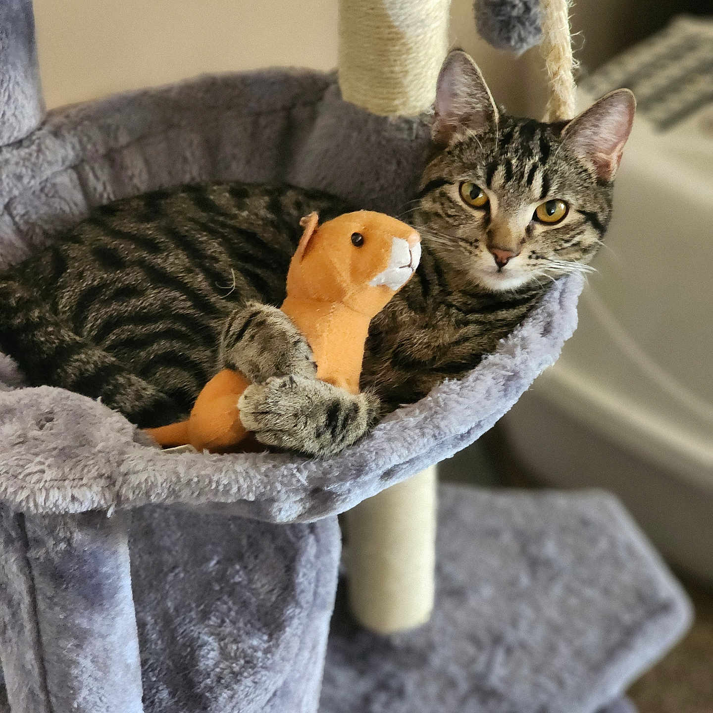 Miss Prissy joined the competition — help win amazing prizes! animal, cat, cat_tree, claws, cozy, cute, ears, fur, furniture, gray, indoor, looking, pet, plush_toy, relaxed, resting, soft, tabby_cat, toy, whiskers