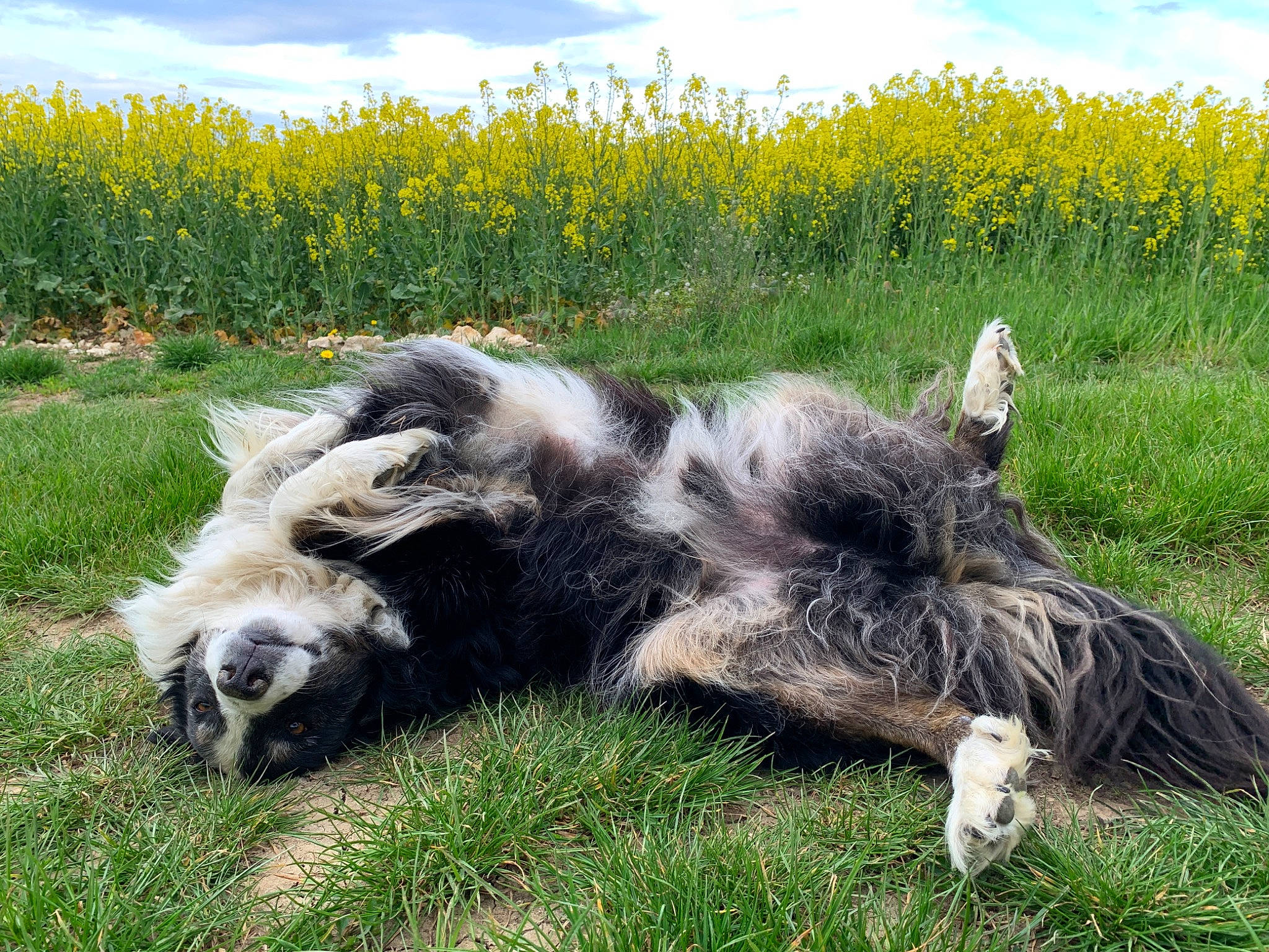 Galopin participe au concours pour gagner de l&#x27;argent avec cette photo : beak, cloud, dog_breed, field, flower, fur, grass, grassland, grazing, landscape, livestock, mammal, natural_landscape, pasture, plant, prairie, sky, terrestrial_animal, vertebrate, working_animal
