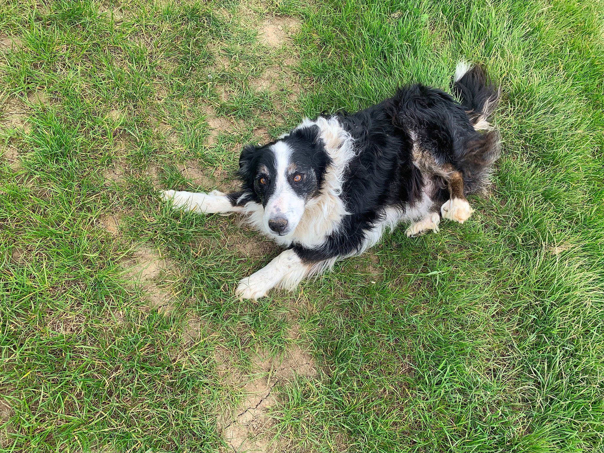 Galopin a rejoint le concours — aidez-le/la à gagner de superbes lots ! australian_collie, border_collie, canidae, carnivore, companion_dog, dog, dog_breed, grass, groundcover, gun_dog, herding_dog, plant, sporting_group, tail, working_animal, working_dog