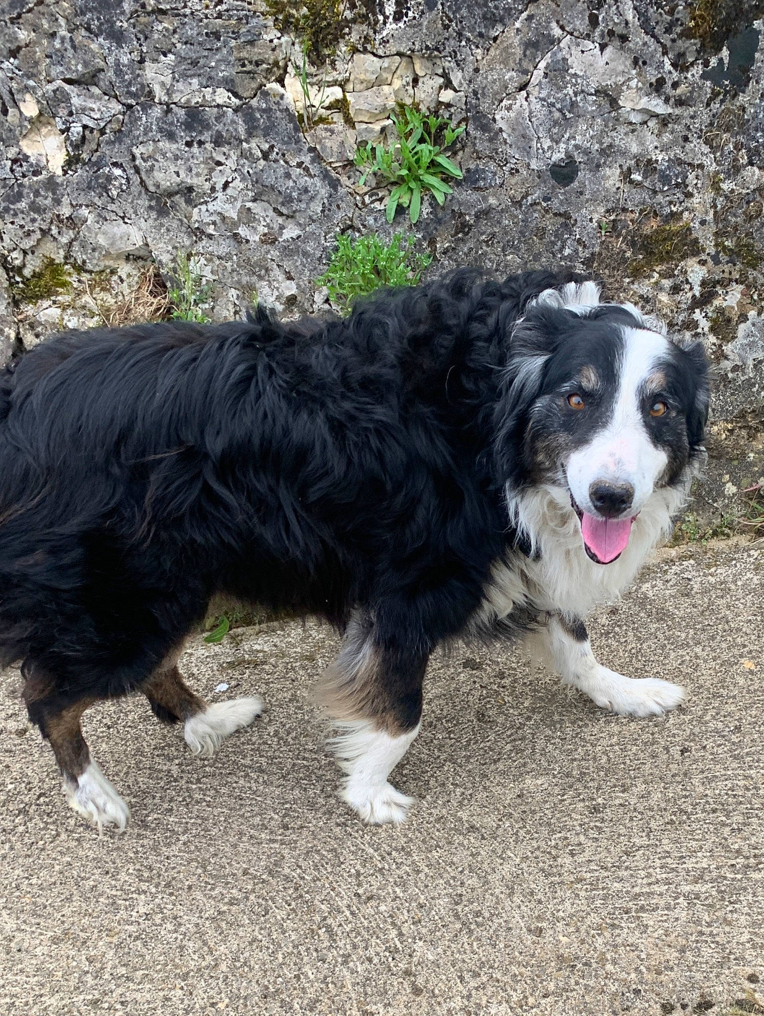 Galopin participe au concours pour gagner de l&#x27;argent avec cette photo : australian_collie, border_collie, canidae, carnivore, collar, companion_dog, dog, dog_breed, dog_collar, fur, grass, gun_dog, herding_dog, plant, snout, soil, sporting_group, tail, terrestrial_animal, working_dog