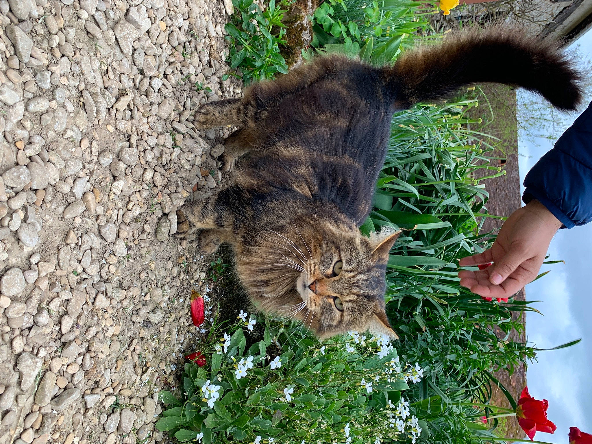 Moustik participe au concours pour gagner de l'argent avec cette photo : carnivore, cat, domestic_short_haired_cat, fawn, felidae, flower, fur, grass, groundcover, leaf, nature, organism, plant, small_to_medium_sized_cats, snout, tail, terrestrial_animal, tree, vertebrate, whiskers