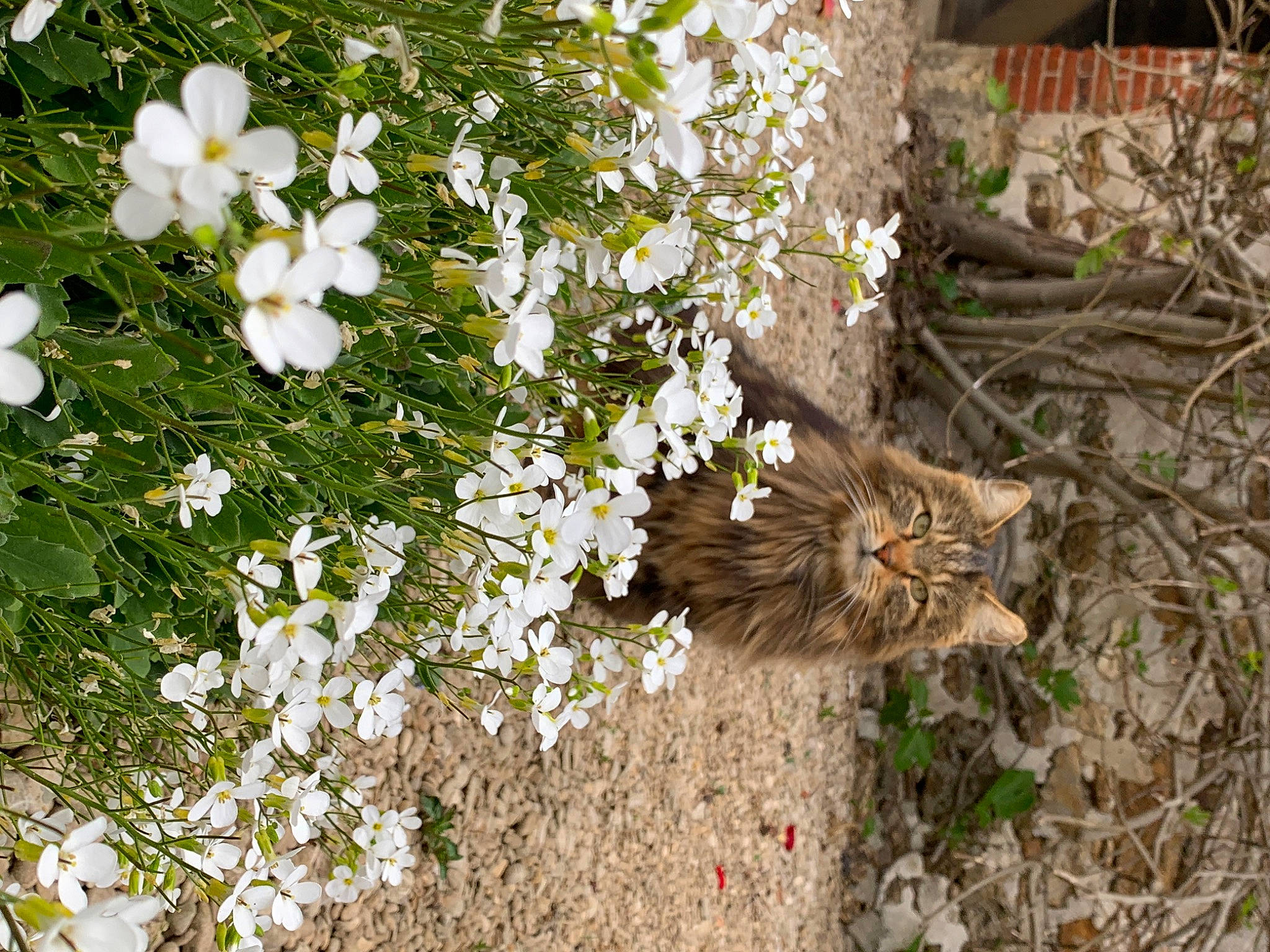 Moustik a rejoint le concours — aidez-le/la à gagner de superbes lots ! blossom, botany, branch, carnivore, cat, domestic_short_haired_cat, fawn, felidae, flower, flowering_plant, grass, groundcover, petal, plant, shrub, small_to_medium_sized_cats, terrestrial_animal, twig, whiskers, wood