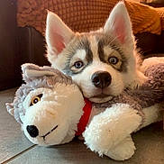 Ulysse a rejoint le concours — aidez-le/la à gagner de superbes lots ! animal, blue_eyes, closeup, cozy, cute, dog, ears, floor, fur, husky, indoor, lying_down, nose, pet, plush_toy, puppy, snuggling, soft, stuffed_animal, toy