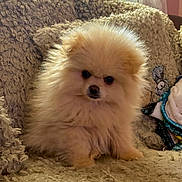 Anouk participe au concours pour gagner de l'argent avec cette photo : dog, puppy, pomeranian, fluffy, cute, pet, animal, indoor, blanket, beige, cozy, fur, small, sitting, adorable, face, eyes, nose, home, soft