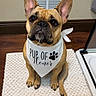 animal, bandana, brown_floor, companion, cute, dog, domestic, ears_up, flooring, french_bulldog, indoor, looking_up, paw_print, pet, pet_accessory, portrait, sitting, vent, wall, white_rug