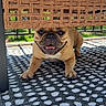 Ava joined the competition — help win amazing prizes! animal, canine, chair, cute, dog, face, french_bulldog, fur, happy, outdoor, patterned_rug, paw, pet, playful, resting, shadow, smiling, sunlight, tongue, wicker