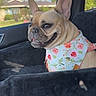 Ava joined the competition — help win amazing prizes! animal, bandana, car_seat, cute, daylight, dog, ears_up, floral_pattern, french_bulldog, leash, nature, outdoor_view, pet, portrait, relaxed, seat_cover, smiling, sunlight, vehicle_interior, window