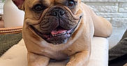 Ava joined the competition — help win amazing prizes! animal, bench, cozy, cushion, cute, dog, ears, face, fireplace, french_bulldog, fur, happy, home, indoor, pet, plant, resting, smiling, tongue, wood