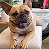 animal, bench, cozy, cushion, cute, dog, ears, face, fireplace, french_bulldog, fur, happy, home, indoor, pet, plant, resting, smiling, tongue, wood