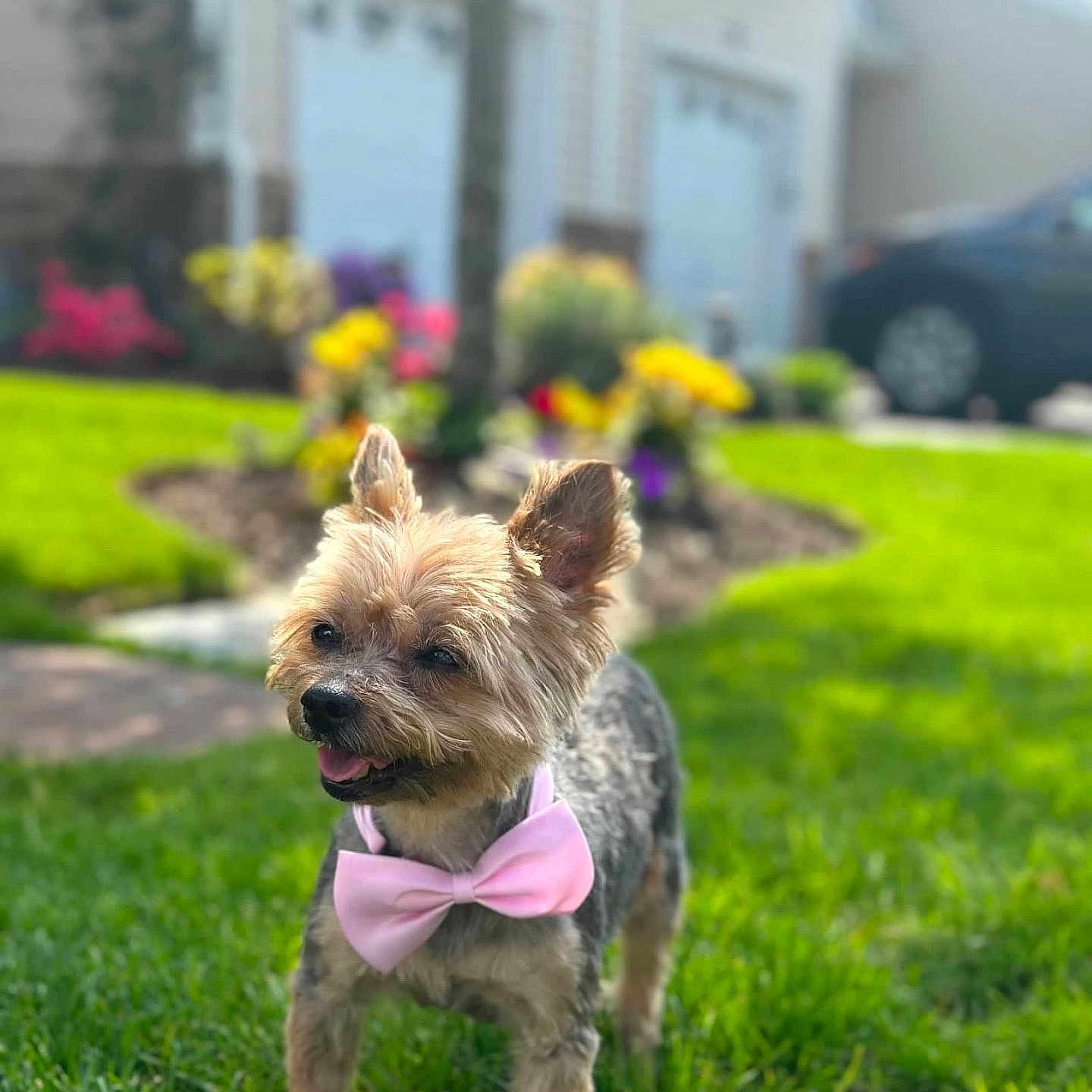Zoey joined the competition — help win amazing prizes! animal, architecture, backyard, canine, dog, grass, jar, lawn, nature, outdoors, pet, plant, planter, pottedplant, pottery, puppy, summer, vase, vegetation, yard