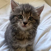 Angel is registered to the contest to win money with this photo: kitten, cat, gray_fur, tabby, pet, animal, cute, young, feline, whiskers, ears, bed, white_bedspread, indoor, close_up, sitting, curious, fur, small, adorable