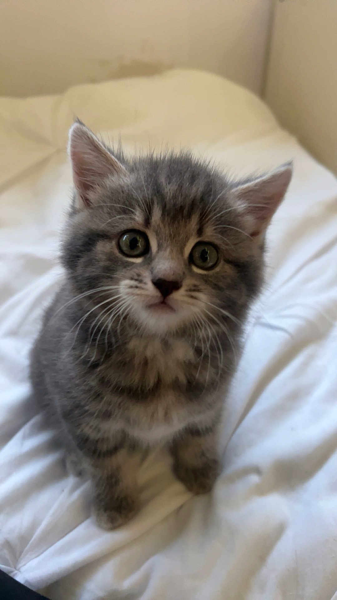 Angel is registered to the contest to win money with this photo: kitten, cat, gray_fur, tabby, pet, animal, cute, young, feline, whiskers, ears, bed, white_bedspread, indoor, close_up, sitting, curious, fur, small, adorable