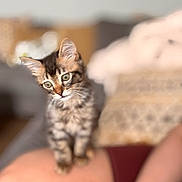 Majin joined the competition — help win amazing prizes! kitten, cat, tabby, pet, animal, cute, feline, indoor, soft_focus, blurred_background, person, leg, tattoo, curious, small, young, domestic_animal, whiskers, ears, sitting