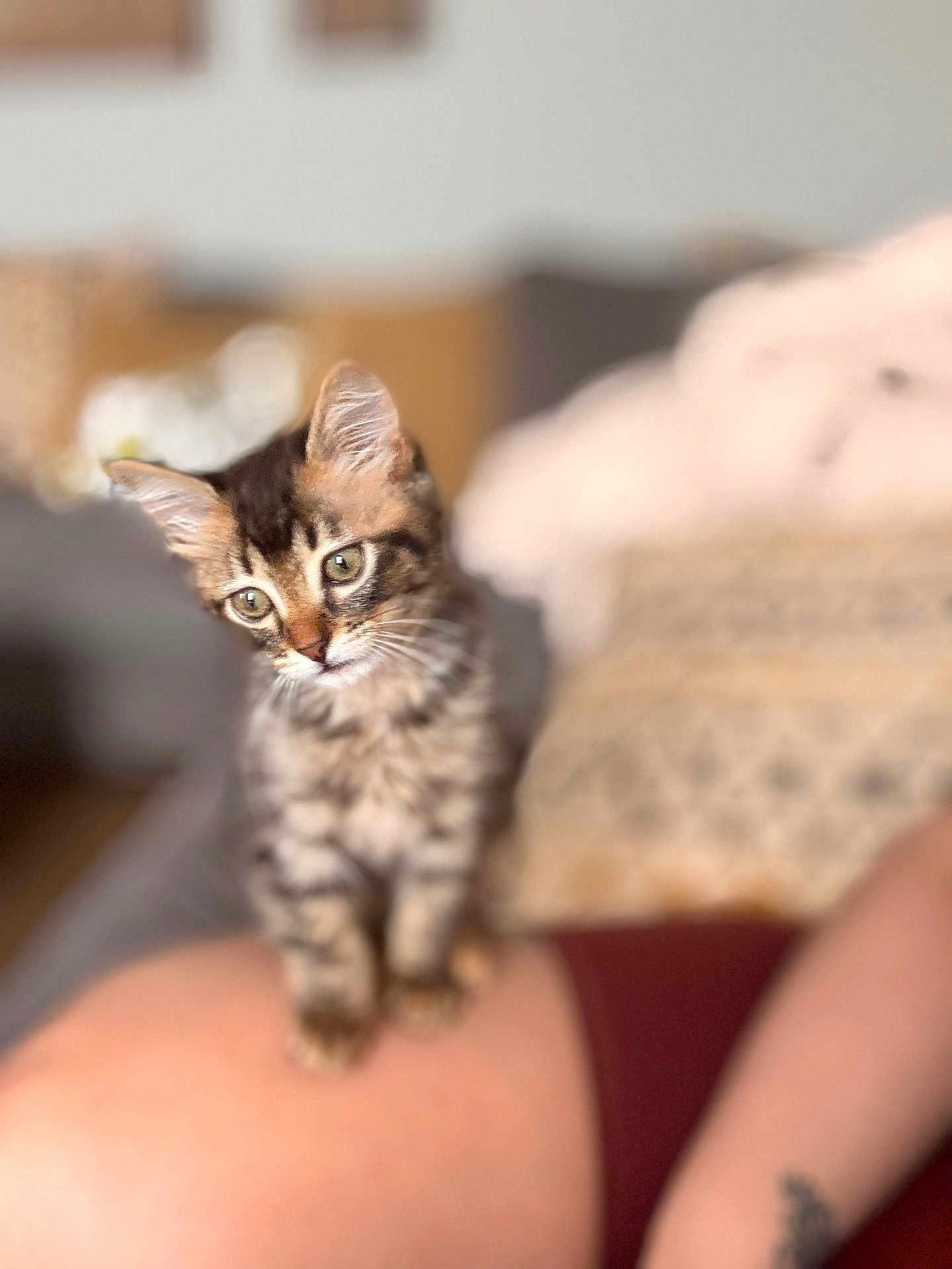 Majin joined the competition — help win amazing prizes! kitten, cat, tabby, pet, animal, cute, feline, indoor, soft_focus, blurred_background, person, leg, tattoo, curious, small, young, domestic_animal, whiskers, ears, sitting