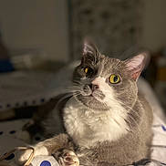 Mounette participe au concours pour gagner de l'argent avec cette photo : cat, gray, white, pet, animal, fur, yellow_eyes, whiskers, bed, blanket, polka_dots, indoor, cozy, cute, relaxed, paw, sleepy, domestic_cat, close_up, portrait