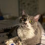 cat, gray, white, pet, animal, fur, yellow_eyes, whiskers, bed, blanket, polka_dots, indoor, cozy, cute, relaxed, paw, sleepy, domestic_cat, close_up, portrait