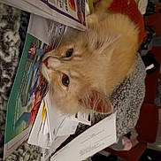 Leonidez joined the competition — help win amazing prizes! box, carnivore, cat, claw, domestic_short_haired_cat, fawn, felidae, fur, paper, paper_product, publication, small_to_medium_sized_cats, snout, whiskers