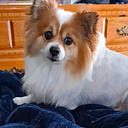 Harlie is registered to the contest to win money with this photo: animal, blanket, brown_fur, companion, curious, cute, dog, domestic, dresser, eyes, face, fluffy, furniture, indoor, lying_down, pet, resting, small_dog, white_fur, wood