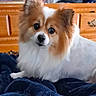 animal, blanket, brown_fur, companion, curious, cute, dog, domestic, dresser, eyes, face, fluffy, furniture, indoor, lying_down, pet, resting, small_dog, white_fur, wood