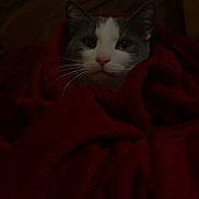 Speedy participe au concours pour gagner de l'argent avec cette photo : animal, blanket, cat, closeup, comfort, couch, cozy, ears, face, feline, fur, indoor, pet, red_blanket, relaxed, resting, soft_texture, warm, whiskers, wrapped