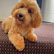 Olive is registered to the contest to win money with this photo: animal, caramel_color, carpet, companion, curious, cute, dog, domestic, face, fluffy, friendly, fur, head_tilt, indoor, lying_down, pet, puppy, smile, step, young