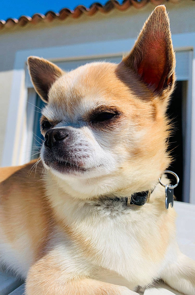 Alvin a rejoint le concours — aidez-le/la à gagner de superbes lots ! ancient_dog_breeds, canidae, carnivore, chihuahua, companion_dog, dog, dog_breed, ear, fawn, french_bulldog, mammal, non_sporting_group, puppy, snout, sporting_group, toy_dog, vertebrate, whiskers