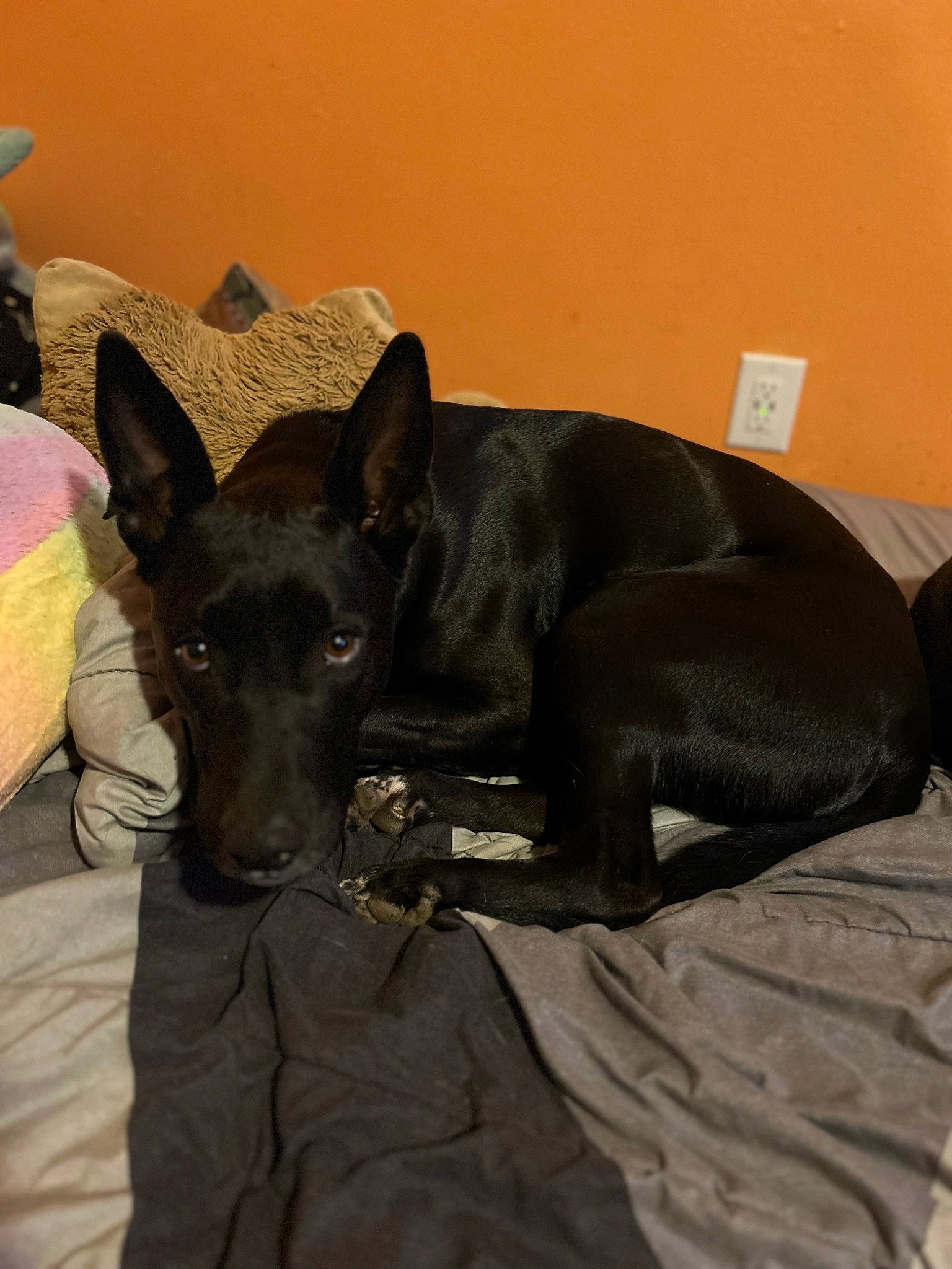 Nico is registered to the contest to win money with this photo: canidae, carnivore, collar, comfort, companion_dog, dog, dog_breed, fawn, felidae, grey, guard_dog, linens, non_sporting_group, sighthound, snout, sporting_group, terrestrial_animal, whiskers, working_animal, working_dog