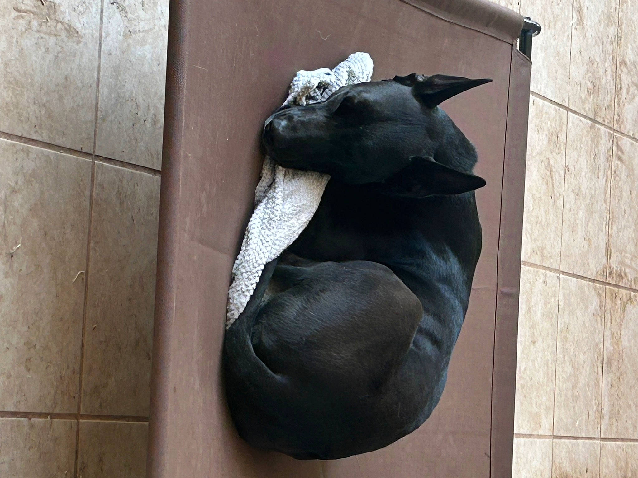 Nico is registered to the contest to win money with this photo: art, bat, concrete, grey, human_leg, metal, monochrome_photography, monument, rock, sculpture, shadow, sitting, snout, still_life_photography, tints_and_shades, visual_arts, wood